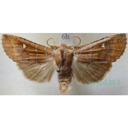 Mythimna albipuncta (Denis & Schiffermüller, 1775) Piętnówka białokropka Czech6h